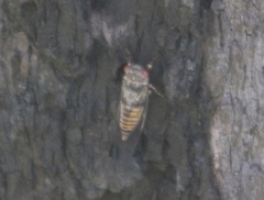 Palapsalta virgulata