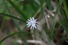 Thalictrum urbainii
