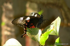 Papilio polytes