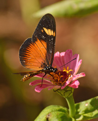 Acraea esebria