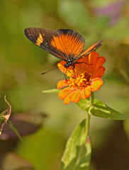 Acraea esebria
