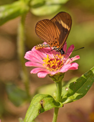 Acraea esebria