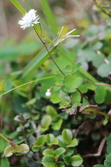 Thalictrum urbainii