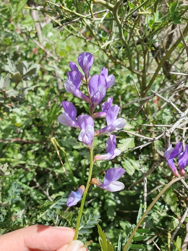 Image of Vicia onobrychioides by (c) Mehdi Chetibi, some rights reserved (CC BY)