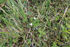 Thalictrum urbainii