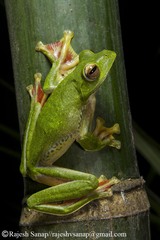 Rhacophorus malabaricus