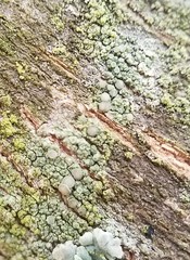 Lecanora confusa