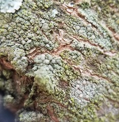 Lecanora confusa
