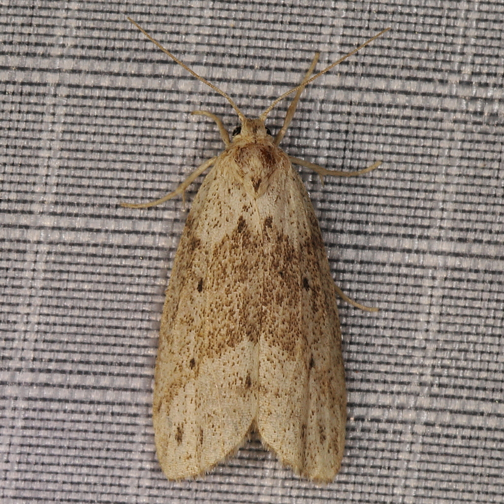 Uncertain Footman