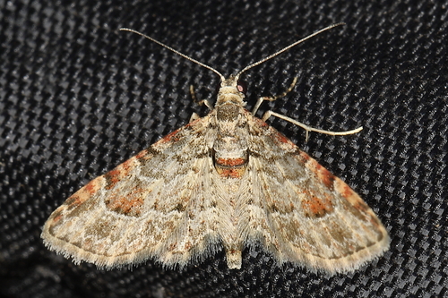 Mesocolpia consobrina
