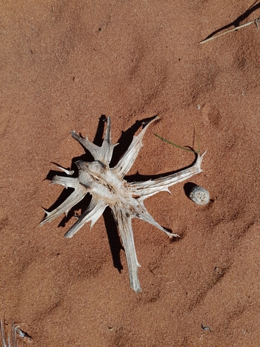 Image of Harpagophytum procumbens by no rights reserved