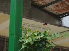 Byasa polyeuctes termessus