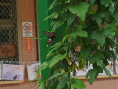 Byasa polyeuctes termessus