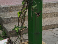 Byasa polyeuctes termessus