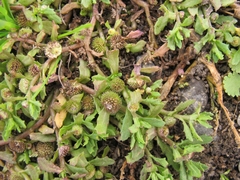 Centipeda aotearoana