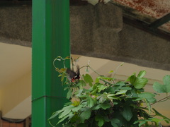 Byasa polyeuctes termessus