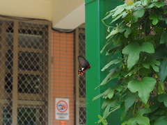 Byasa polyeuctes termessus