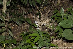 Prionailurus bengalensis