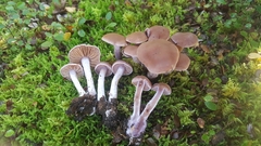 Cortinarius saturniorum