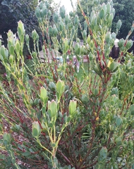 Leucadendron discolor