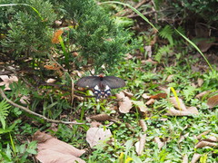 Byasa polyeuctes termessus