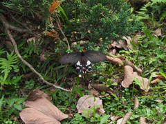 Byasa polyeuctes termessus
