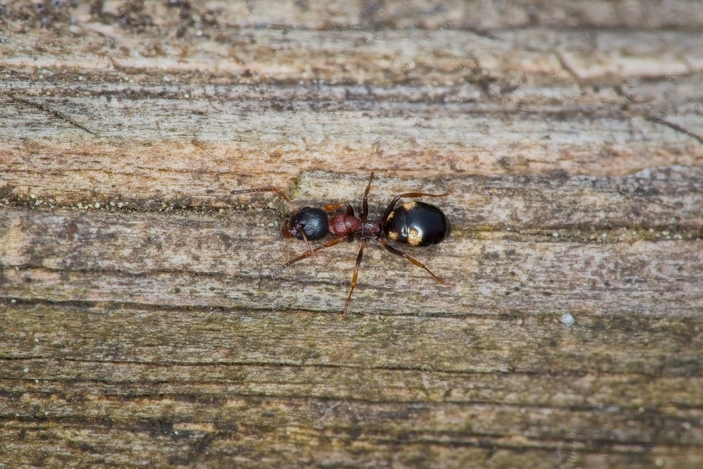 dolichoderus-quadripunctatus-from-8120-peggau-sterreich-on-april-28