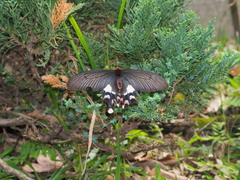 Byasa polyeuctes termessus
