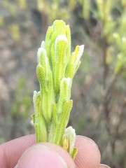 Castilleja plagiotoma