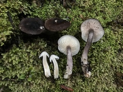 Entoloma aberrans