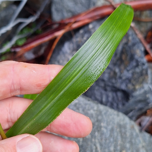 Image of Paspalum mandiocanum by (c) Greg Tasney, some rights reserved (CC BY-SA)