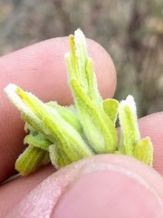 Castilleja plagiotoma