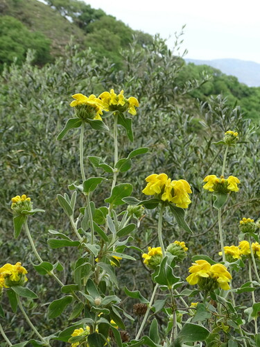 Phlomis fruticosa