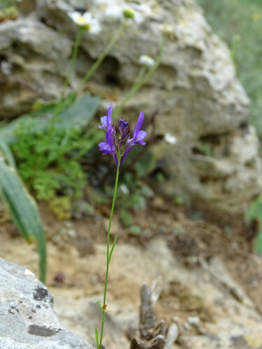 Linaria pelisseriana iNat (1)