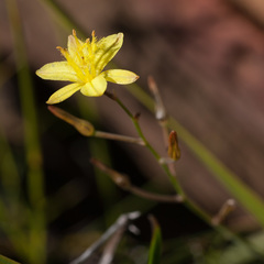 Bulbine favosa
