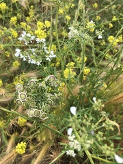 Tordylium syriacum