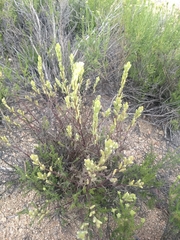 Castilleja plagiotoma