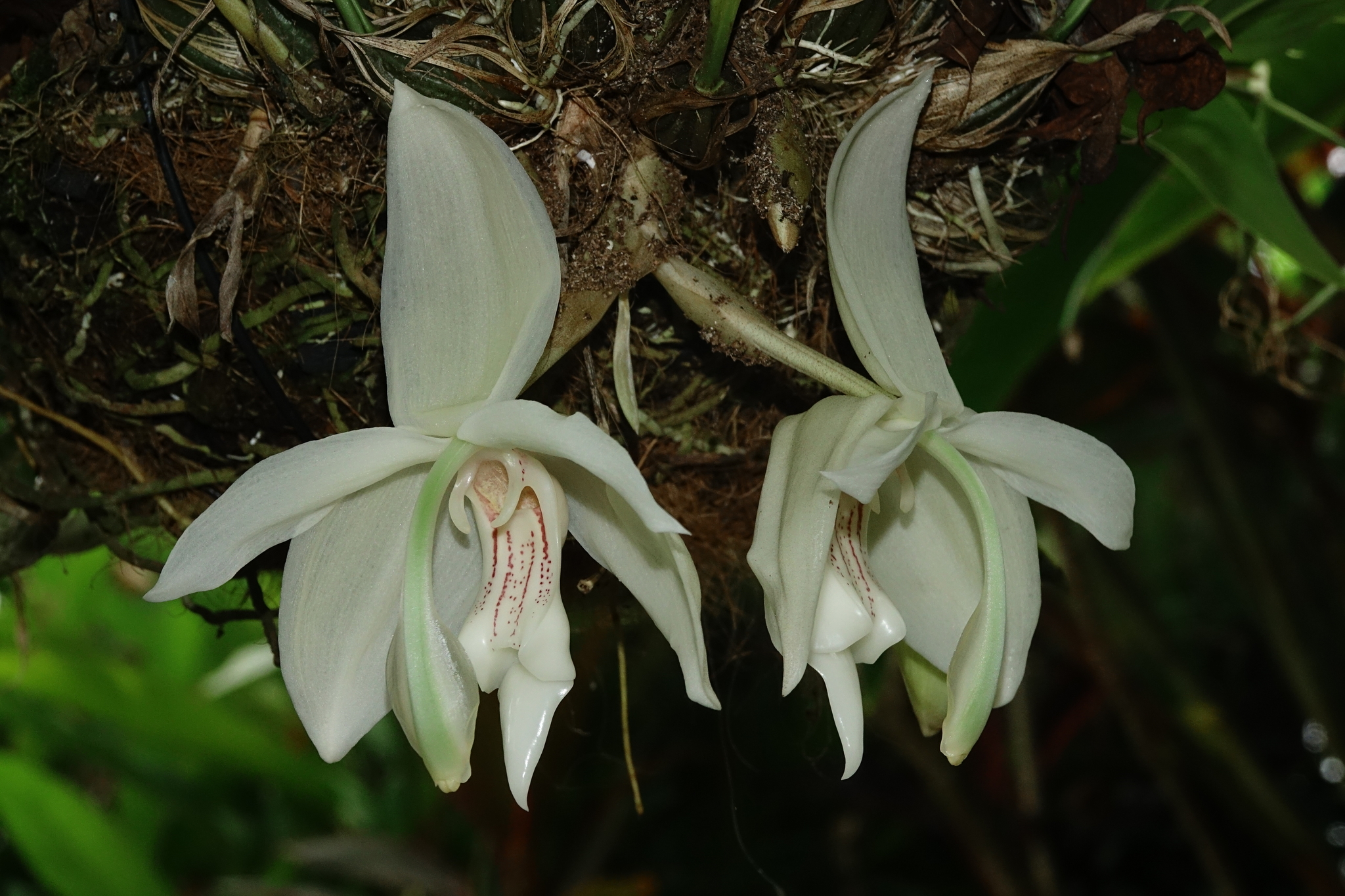 Imagem de Orquídea-tigre
