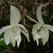 Stanhopea grandiflora - Photo (c) Vincent Rufray, some rights reserved (CC BY-NC), uploaded by Vincent Rufray