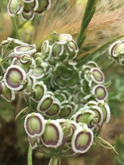 Tordylium syriacum