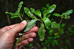 Brachyglottis perdicioides