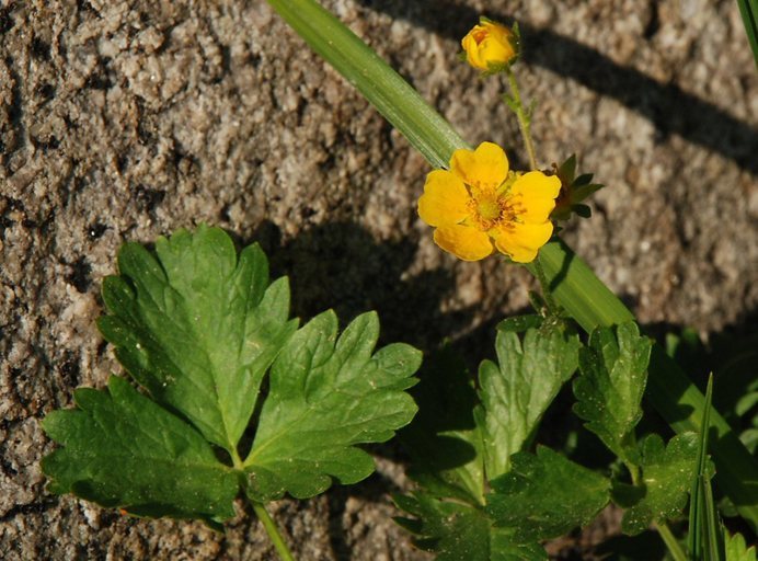 Potentilla grayi