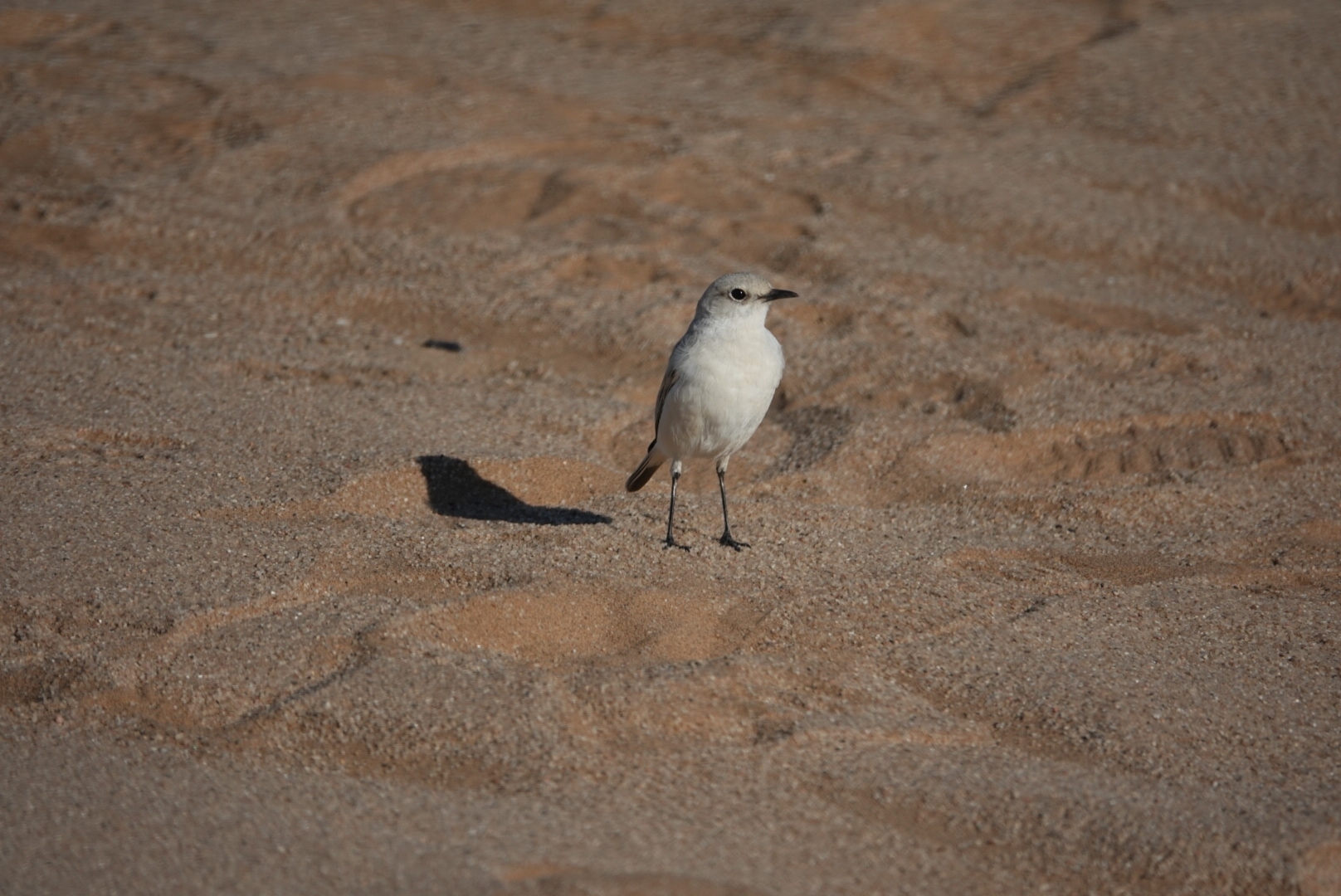Tractrac Chat (Emarginata tractrac), photo 10