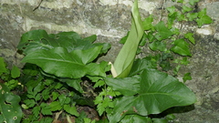 Arum italicum — photo 3