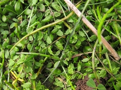 Lobelia perpusilla