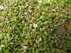 Glossostigma elatinoides