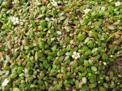 Glossostigma elatinoides