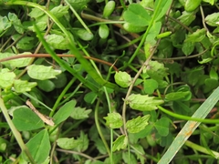 Lobelia perpusilla