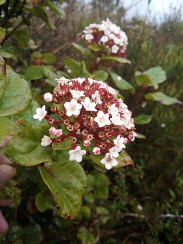 Image of Viburnum treleasei by no rights reserved