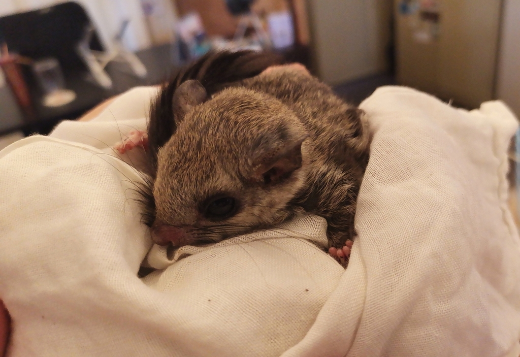 Indochinese Flying Squirrel